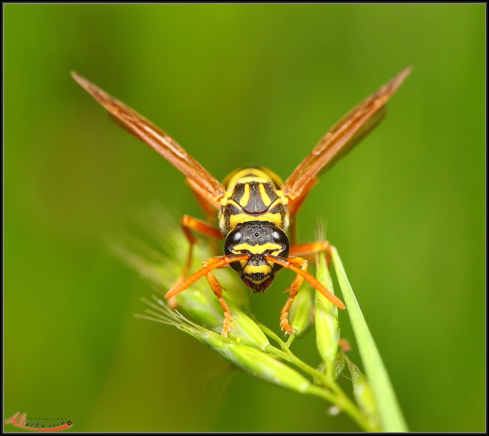 Central Termite and Pest Control